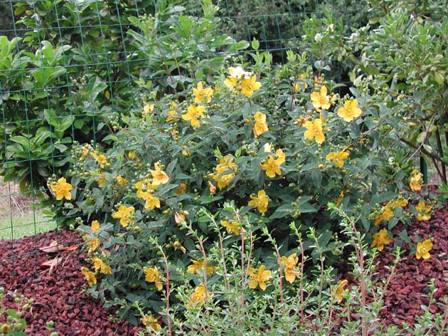 Millepertuis ou hypericum arbuste fleuri très coloré et décoratif